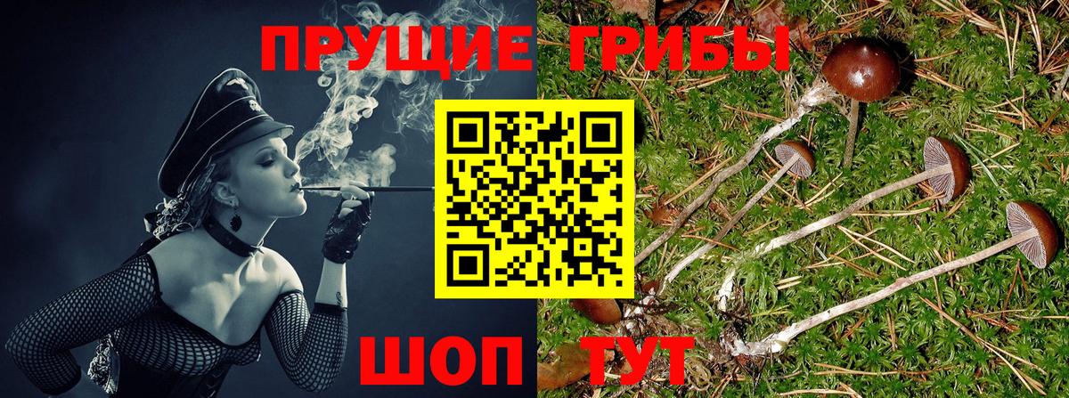 Галлюциногенные грибы прущие грибы Кувандык